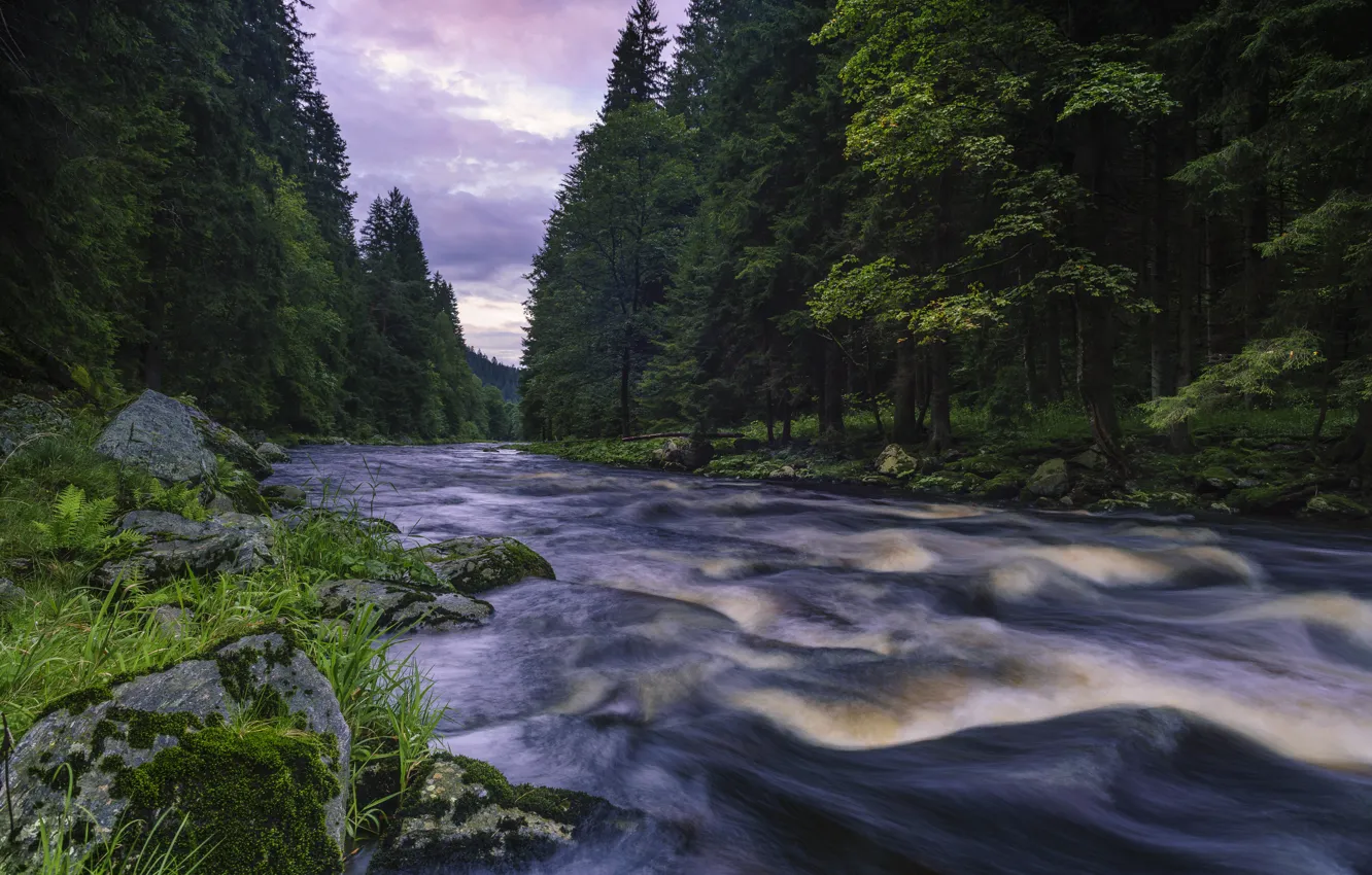 Photo wallpaper forest, landscape, nature, river, shore, the evening