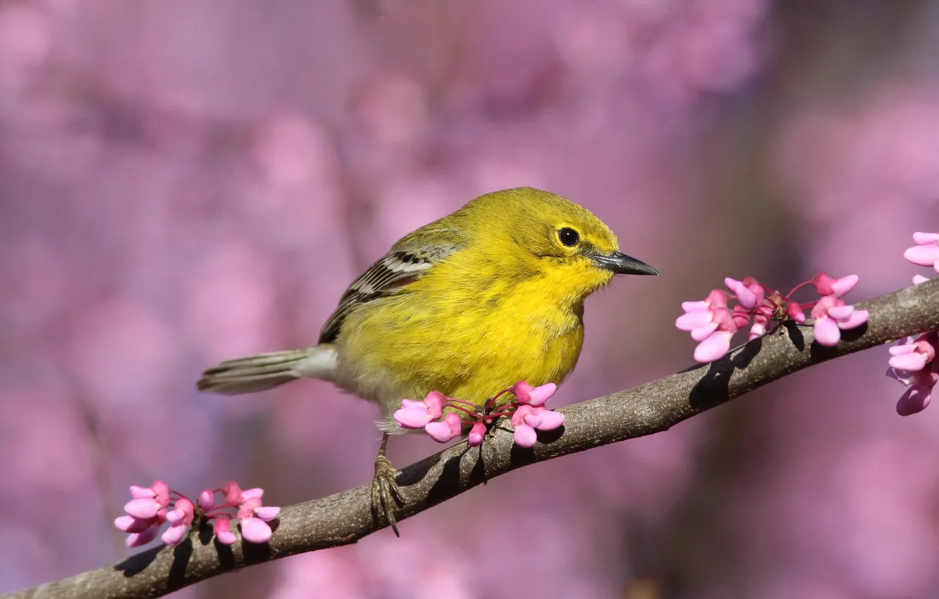 Photo wallpaper flowers, bokeh, bird, flowering, branches, spring
