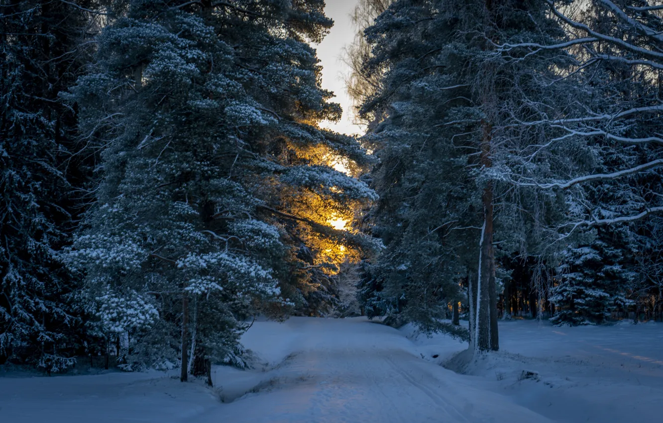 Photo wallpaper winter, the sun, dawn, tree, morning