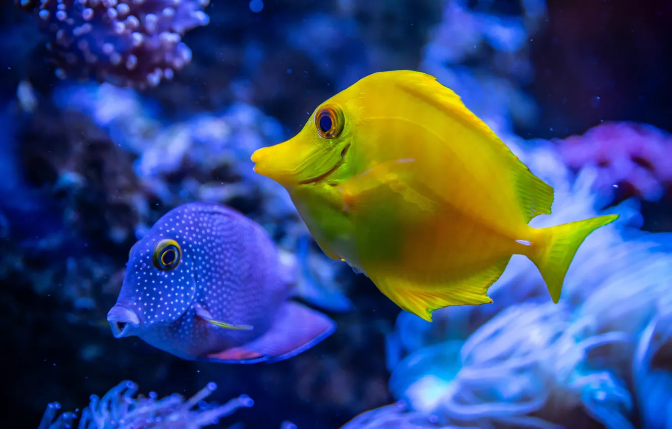 Photo wallpaper sea, water, fish, fish, bright, two, corals, contrast