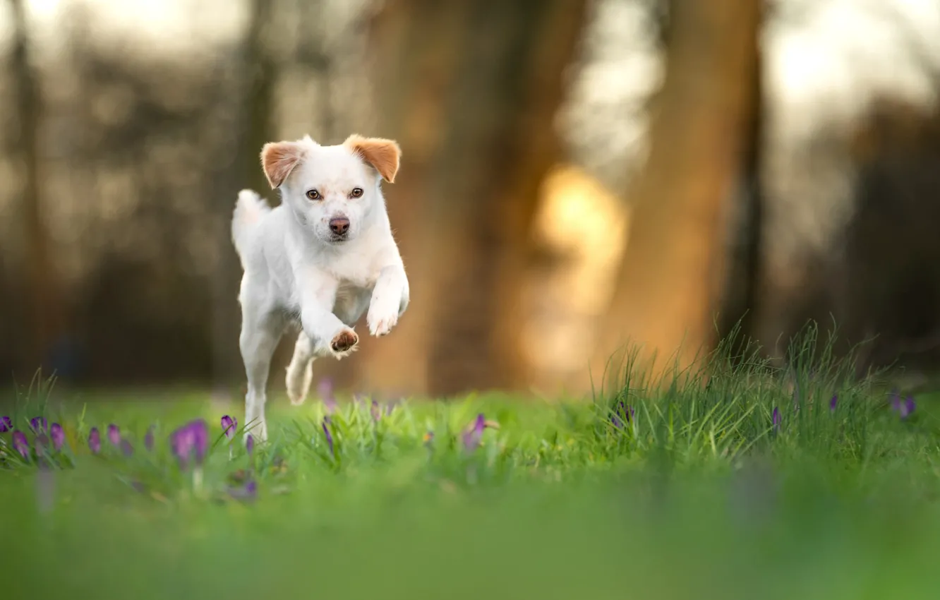 Photo wallpaper greens, white, grass, flowers, jump, glade, dog, spring