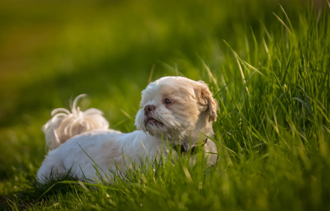 Photo wallpaper grass, each, dog, Shih Tzu
