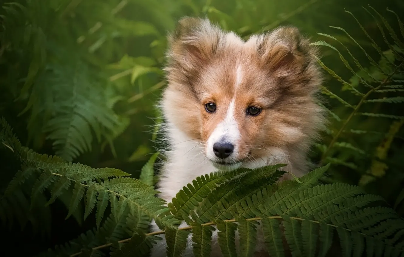 Photo wallpaper look, face, leaves, nature, green, background, portrait, dog