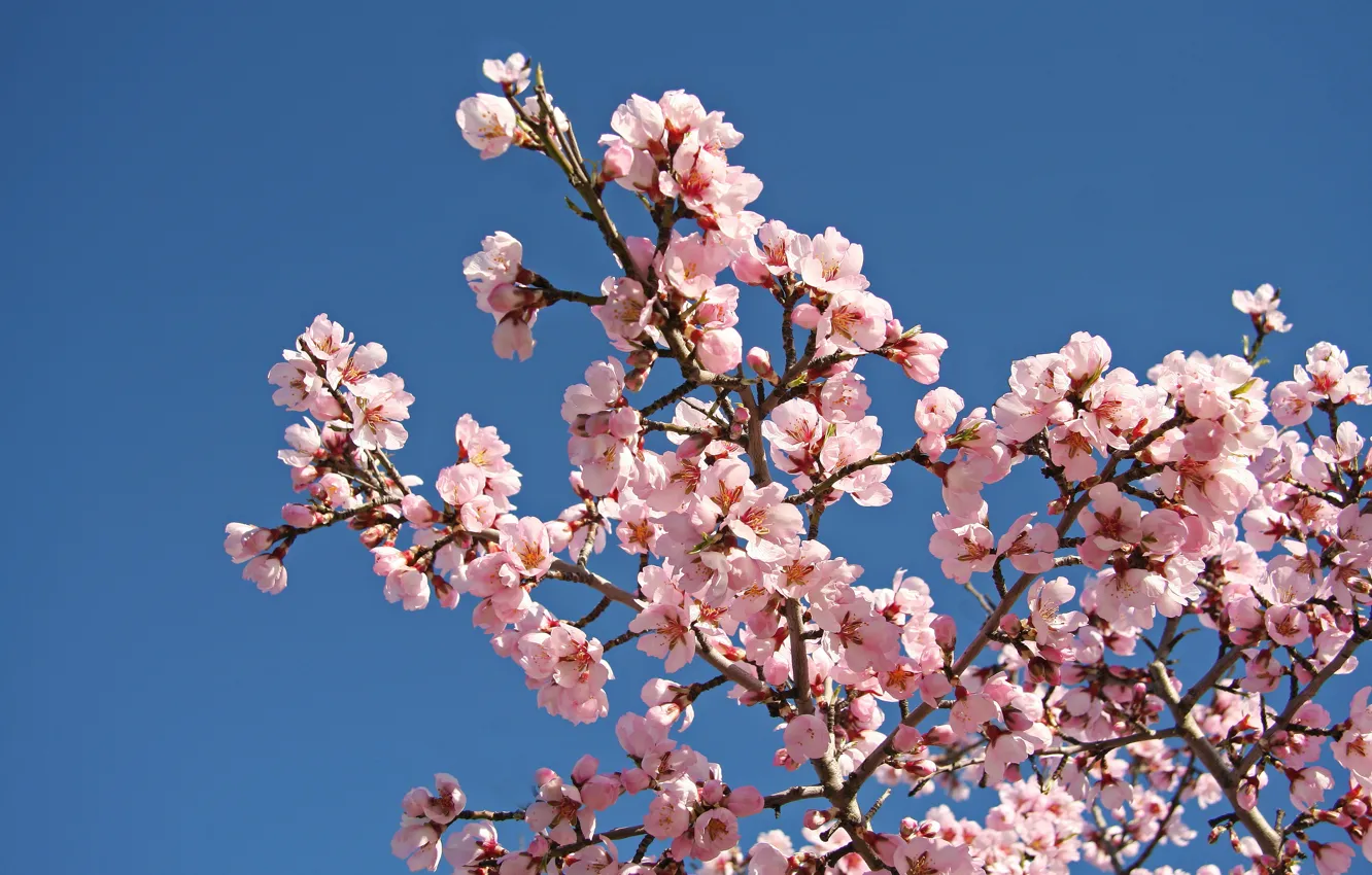 Photo wallpaper flowers, branches, cherry, spring, Sakura, pink, flowering, blue sky