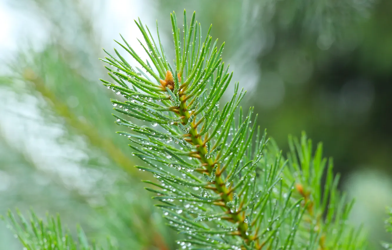 Photo wallpaper pine, spruce, twig