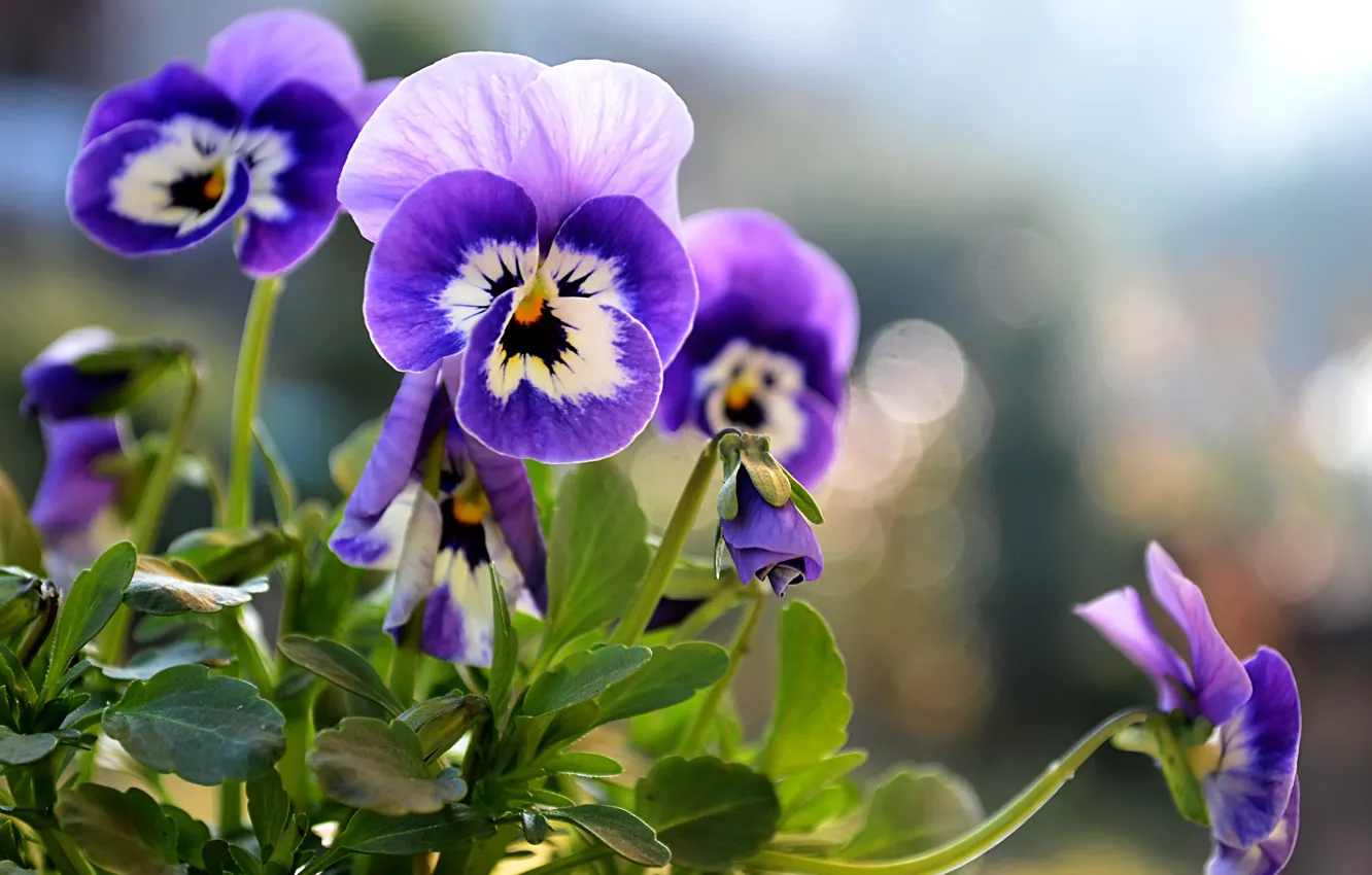 Photo wallpaper summer, Pansy, flowerbed