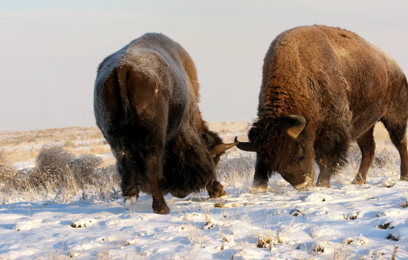 Photo wallpaper snow, nature, Buffalo