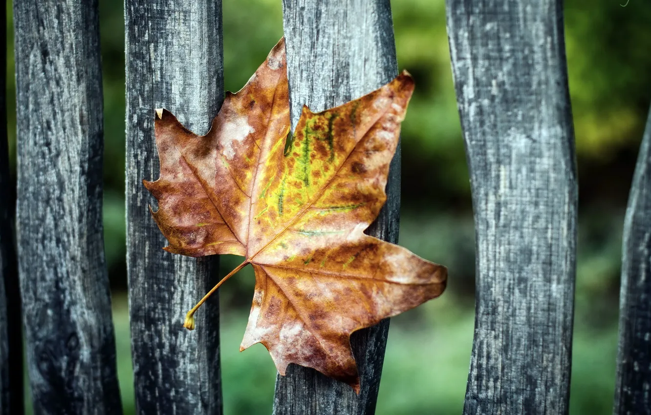 Photo wallpaper leaves, macro, the fence