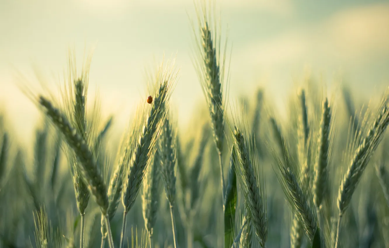 Photo wallpaper field, macro, beetle, spikelets, ladybug