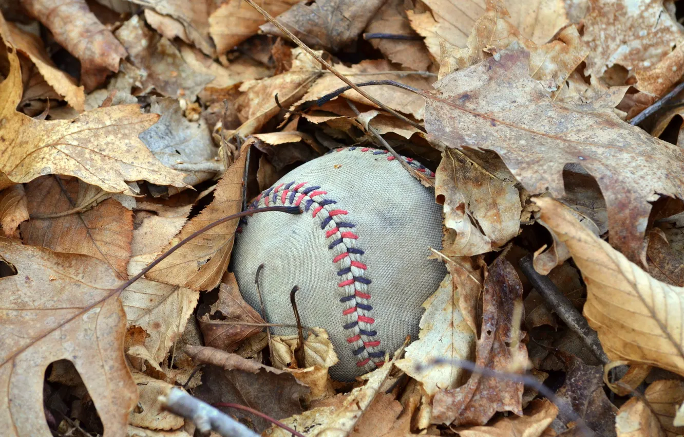 Photo wallpaper leaves, macro, the ball