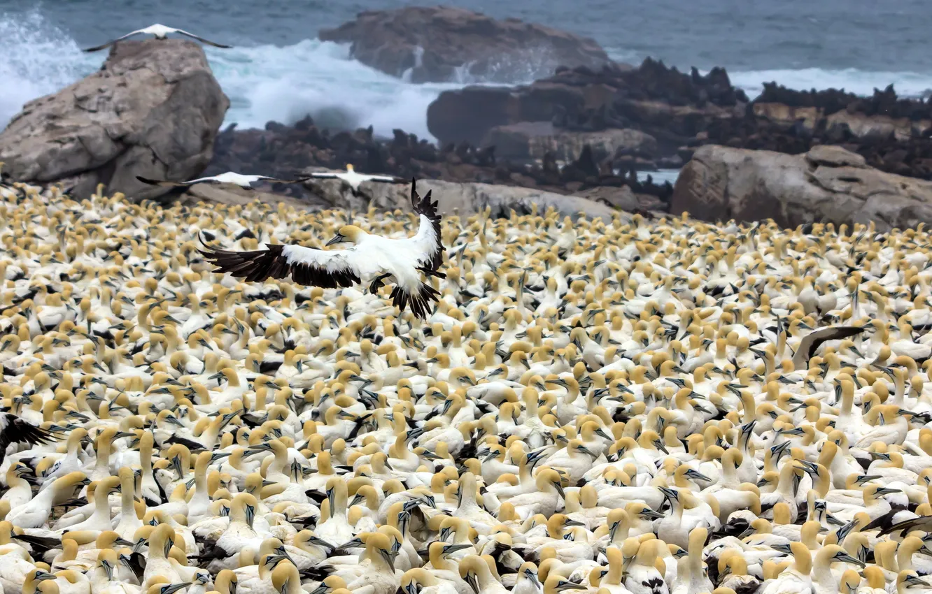 Photo wallpaper sea, nature, bird