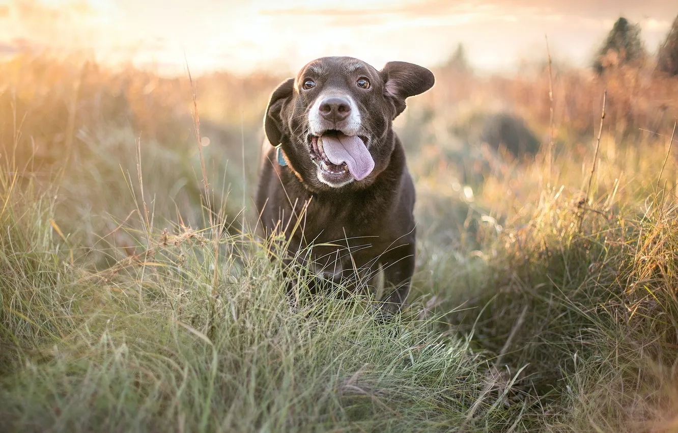 Photo wallpaper field, nature, dog