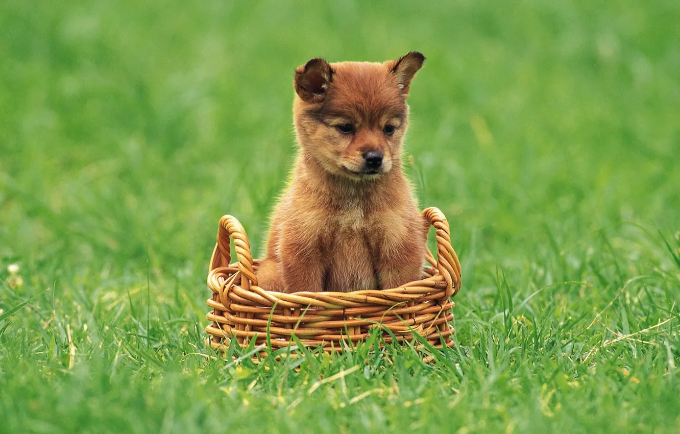 Photo wallpaper animal, dog, puppy