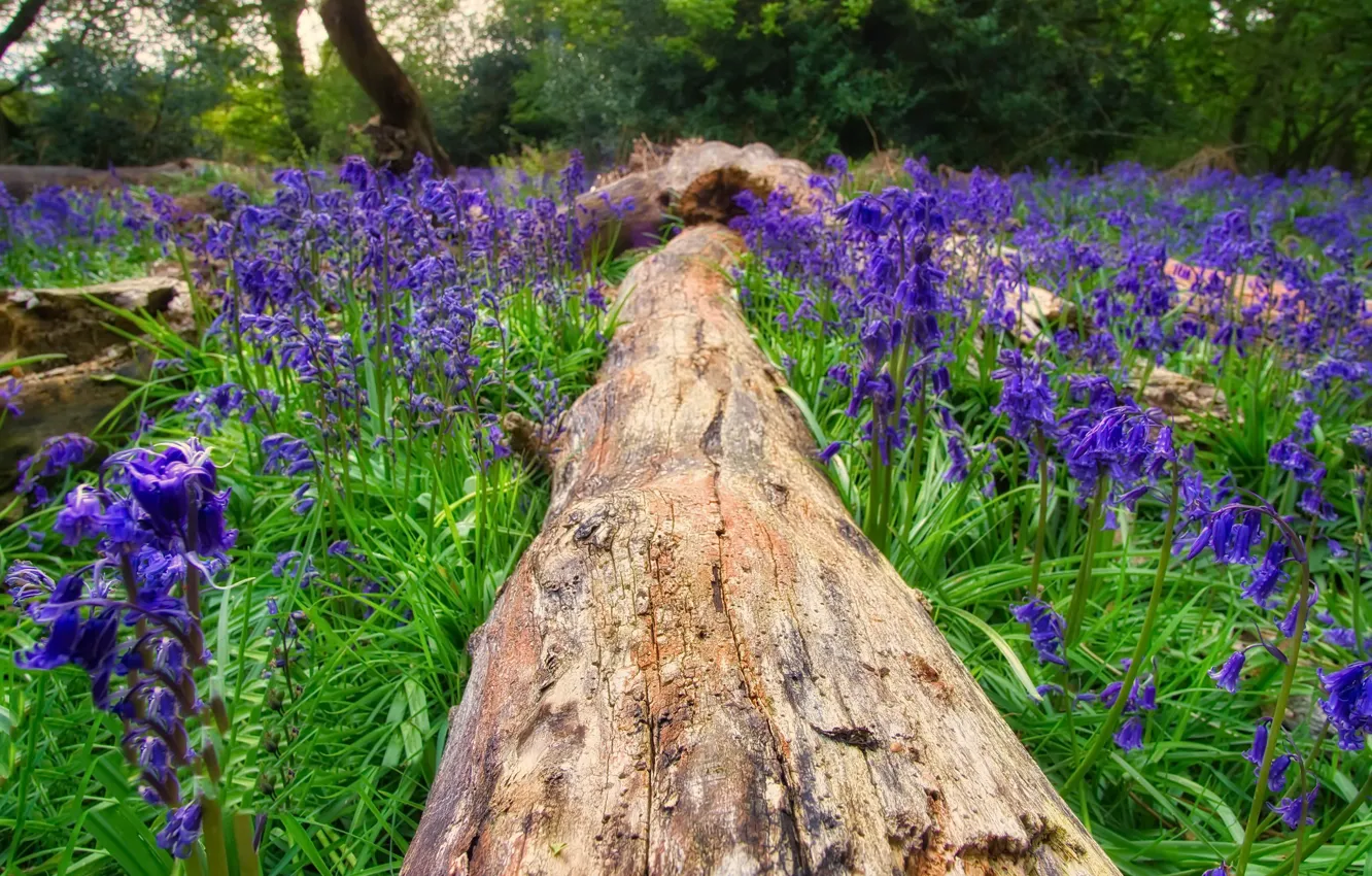 Photo wallpaper flowers, tree, spring, log