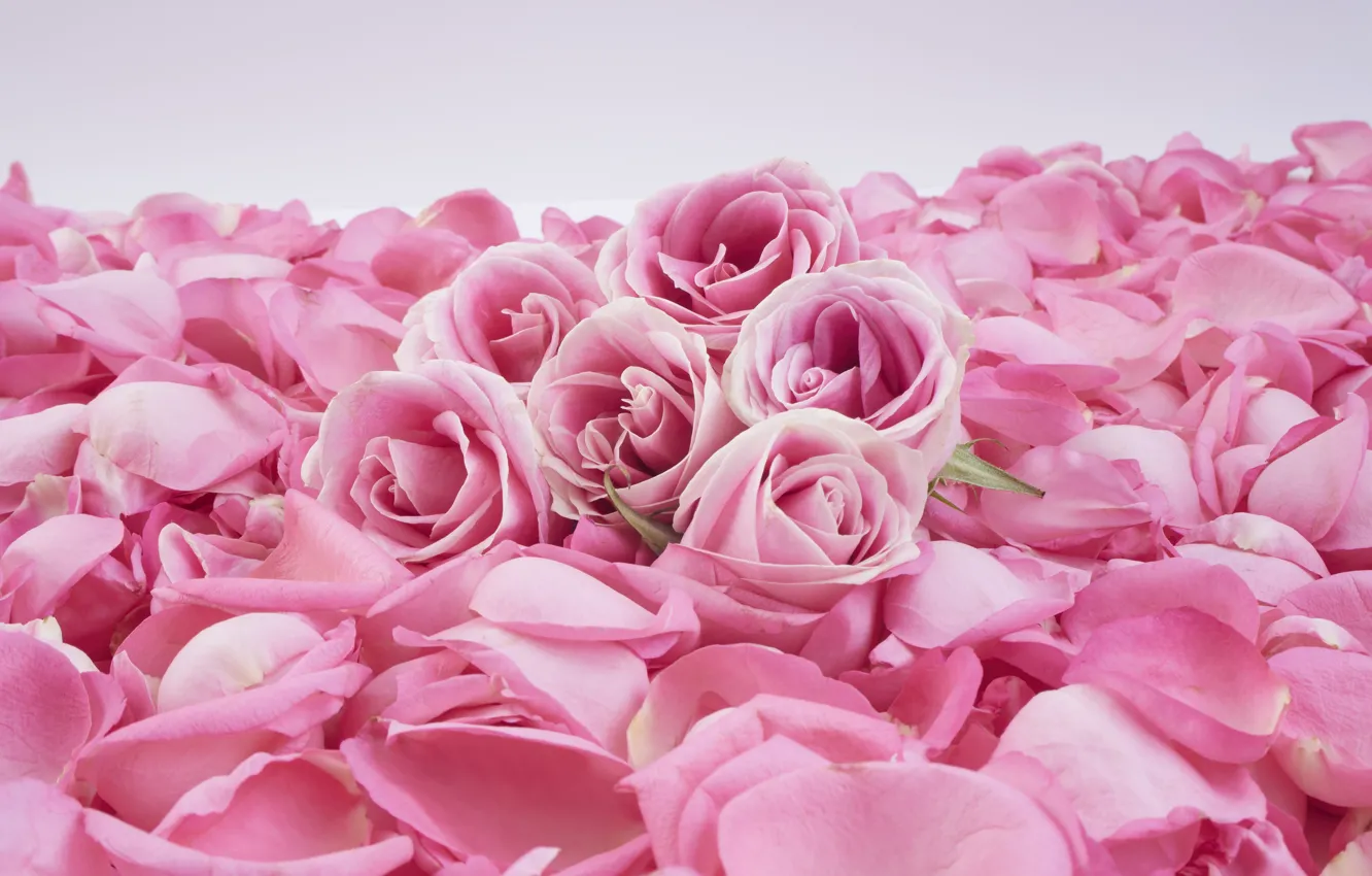 Photo wallpaper background, roses, petals, pink, buds