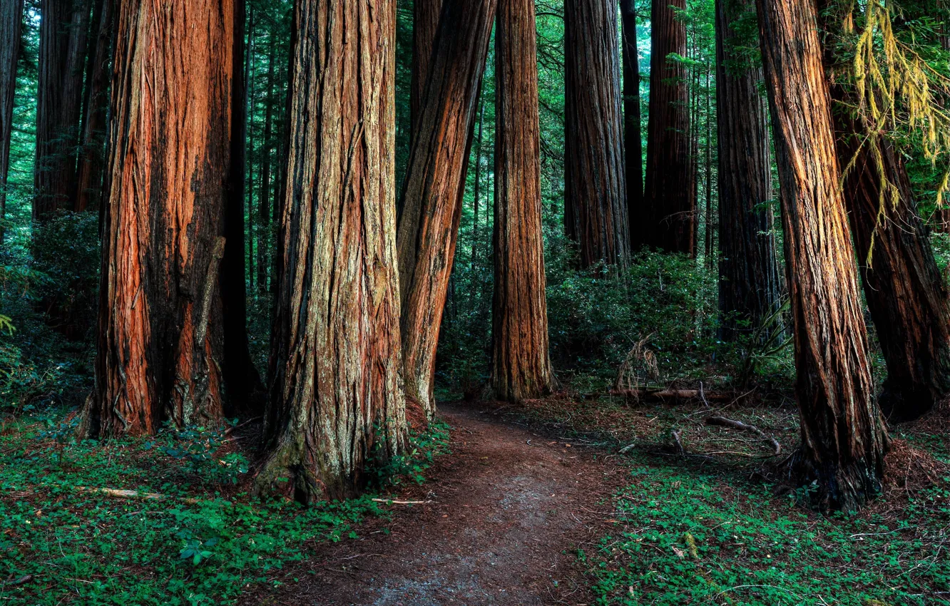 Photo wallpaper forest, trees, nature, path