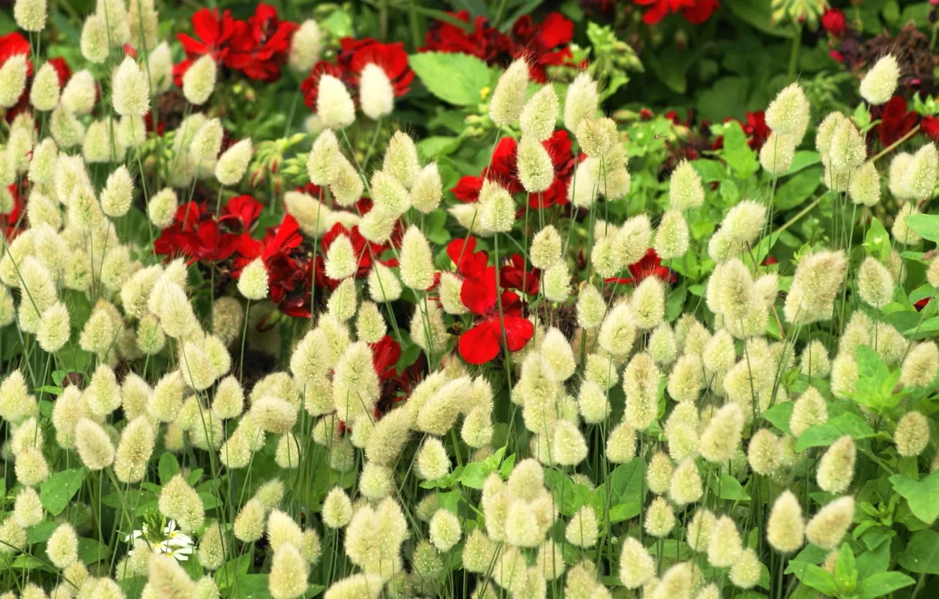 Photo wallpaper spikelets, ears, geranium