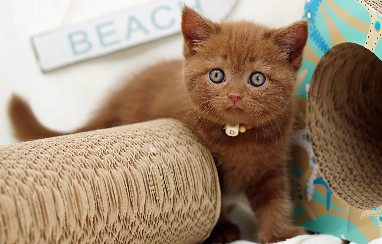 Photo wallpaper cat, look, kitty, box, beads, collar, face, brown