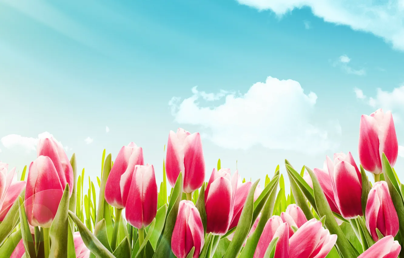 Photo wallpaper flowers, tulips, red, tulips, spring, red tulips