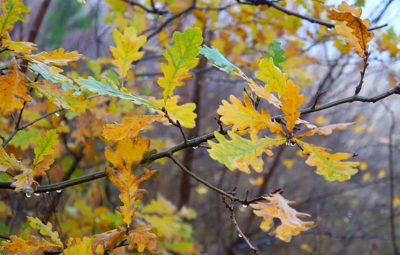Photo wallpaper autumn, leaf, twig