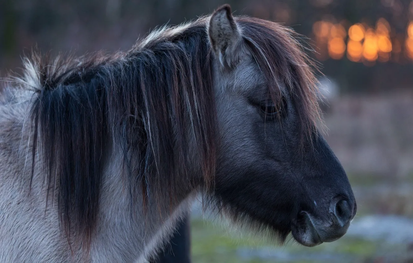 Photo wallpaper face, horse, mane, pony, profile, bangs