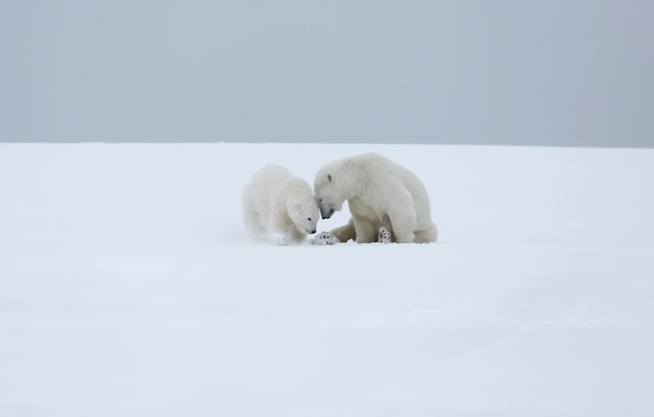 Photo wallpaper winter, white, the sky, snow, love, nature, pose, background
