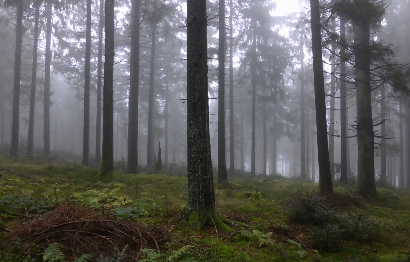 Photo wallpaper autumn, forest, trees, nature, fog, Germany, Bayern, Germany