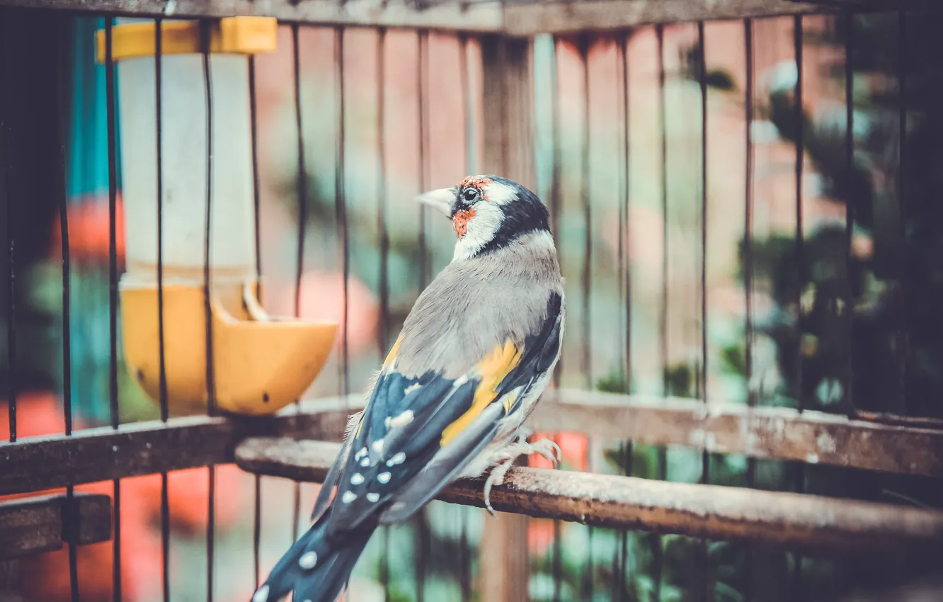 Photo wallpaper summer, nature, bird, summer, nature, birds, goldfinch