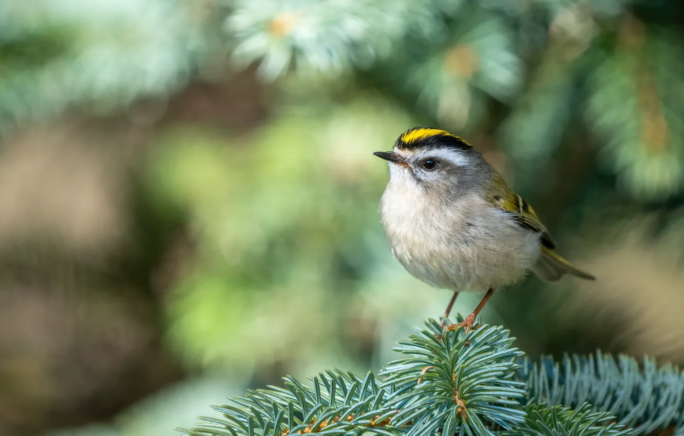 Photo wallpaper branches, grey, bird, bird, needles, coniferous, bokeh, blurred background