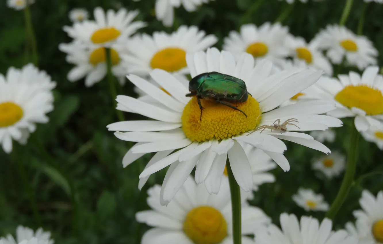 Photo wallpaper macro, flowers, chamomile, spider, chafer