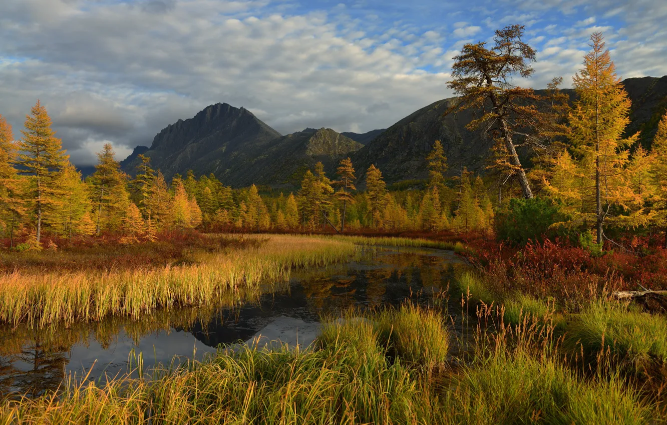 Photo wallpaper autumn, forest, the sky, grass, clouds, trees, mountains, yellow
