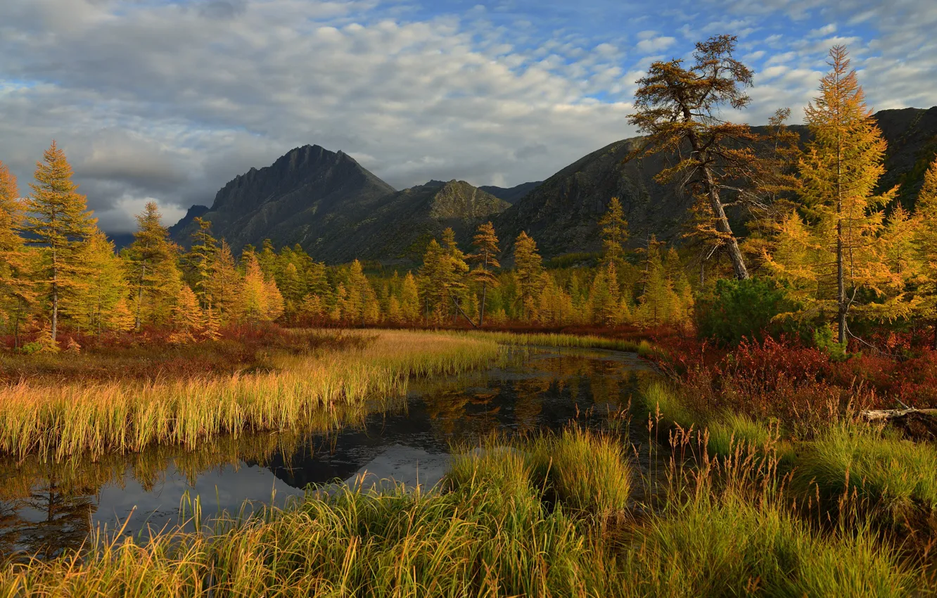 Photo wallpaper autumn, forest, the sky, grass, clouds, trees, mountains, river