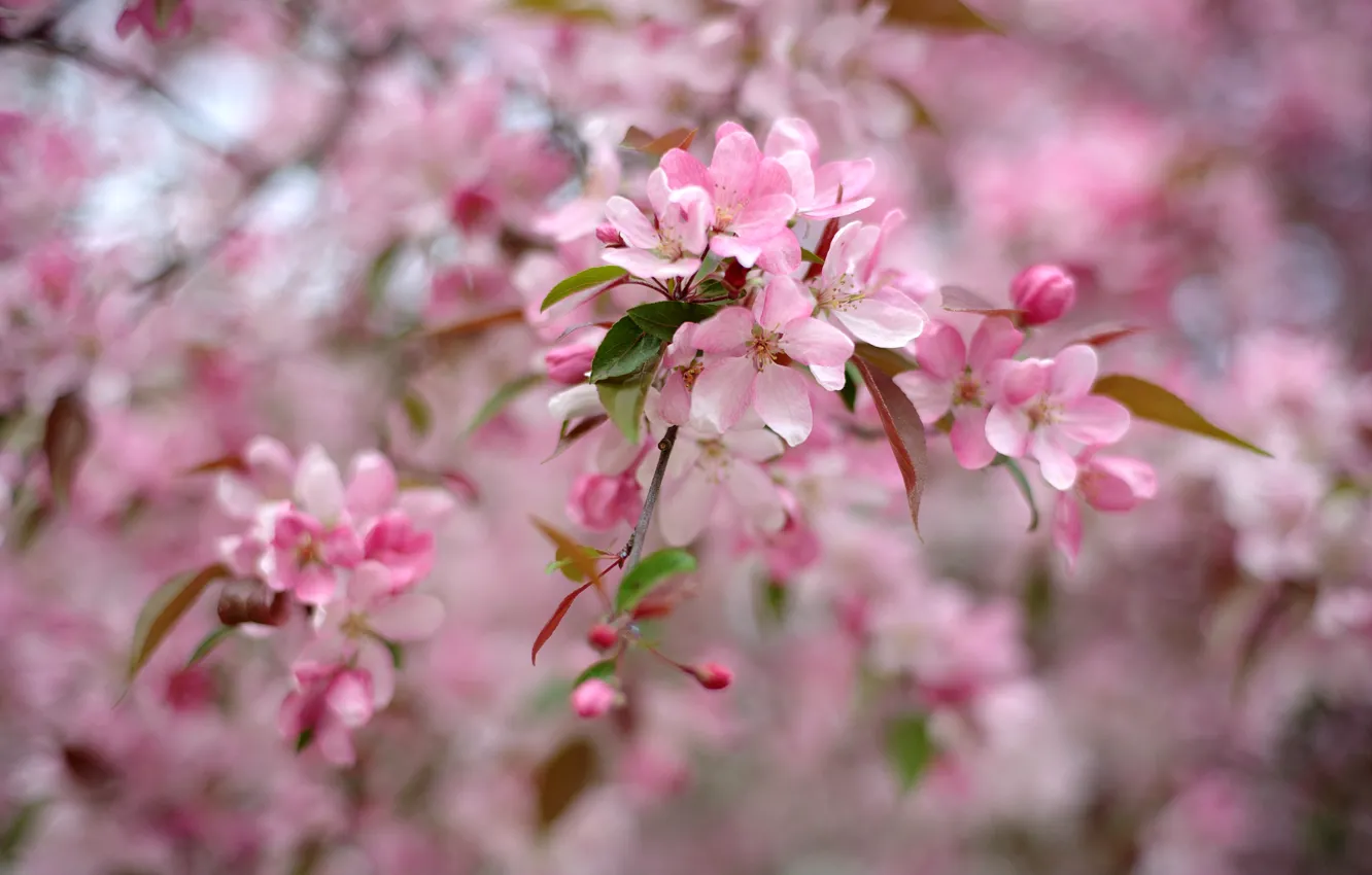 Photo wallpaper tree, pink, spring, flowering