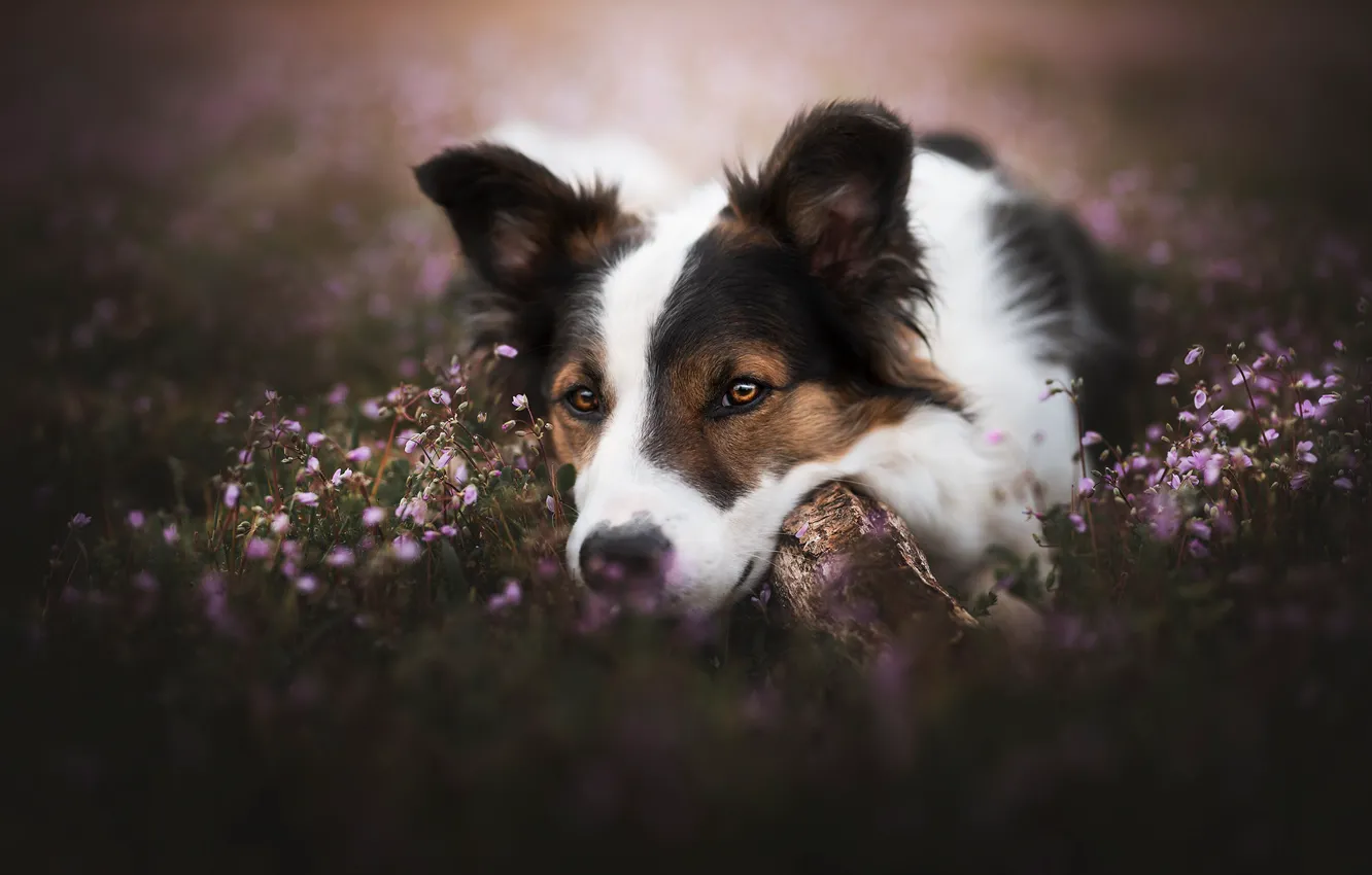 Photo wallpaper nature, each, dog