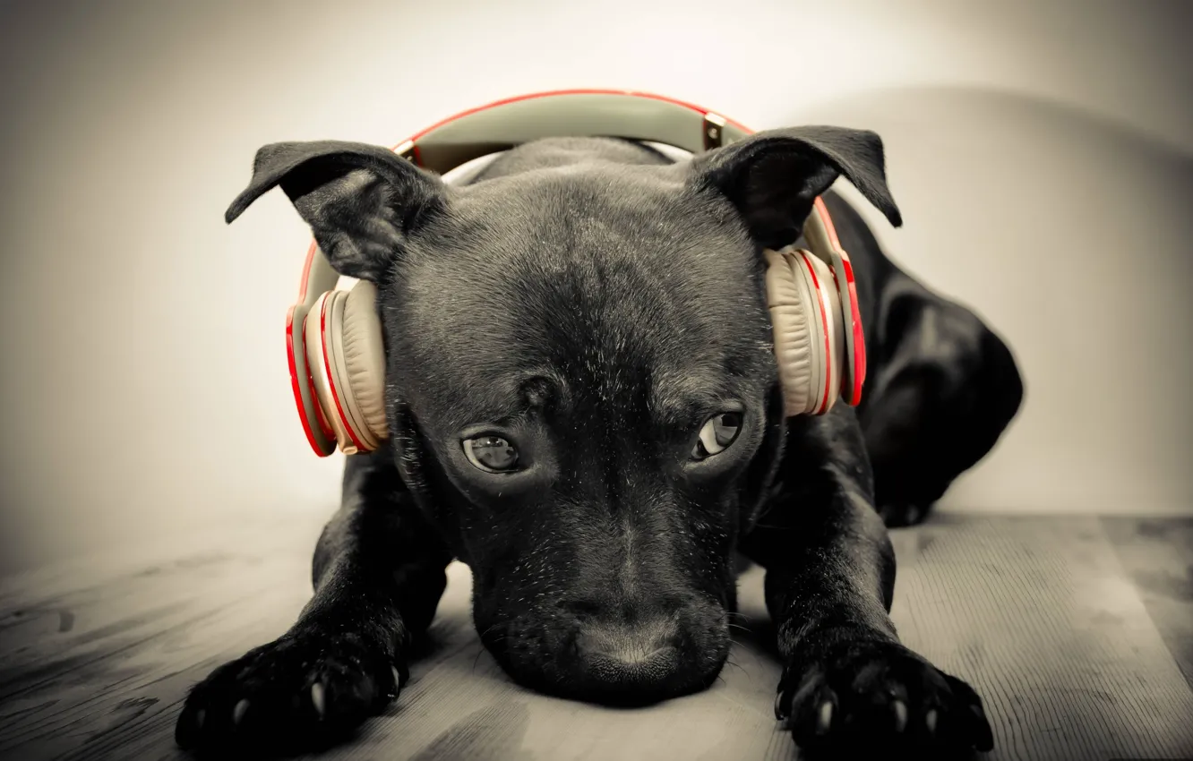 Photo wallpaper face, music, Wallpaper, dog, headphones, wallpapers