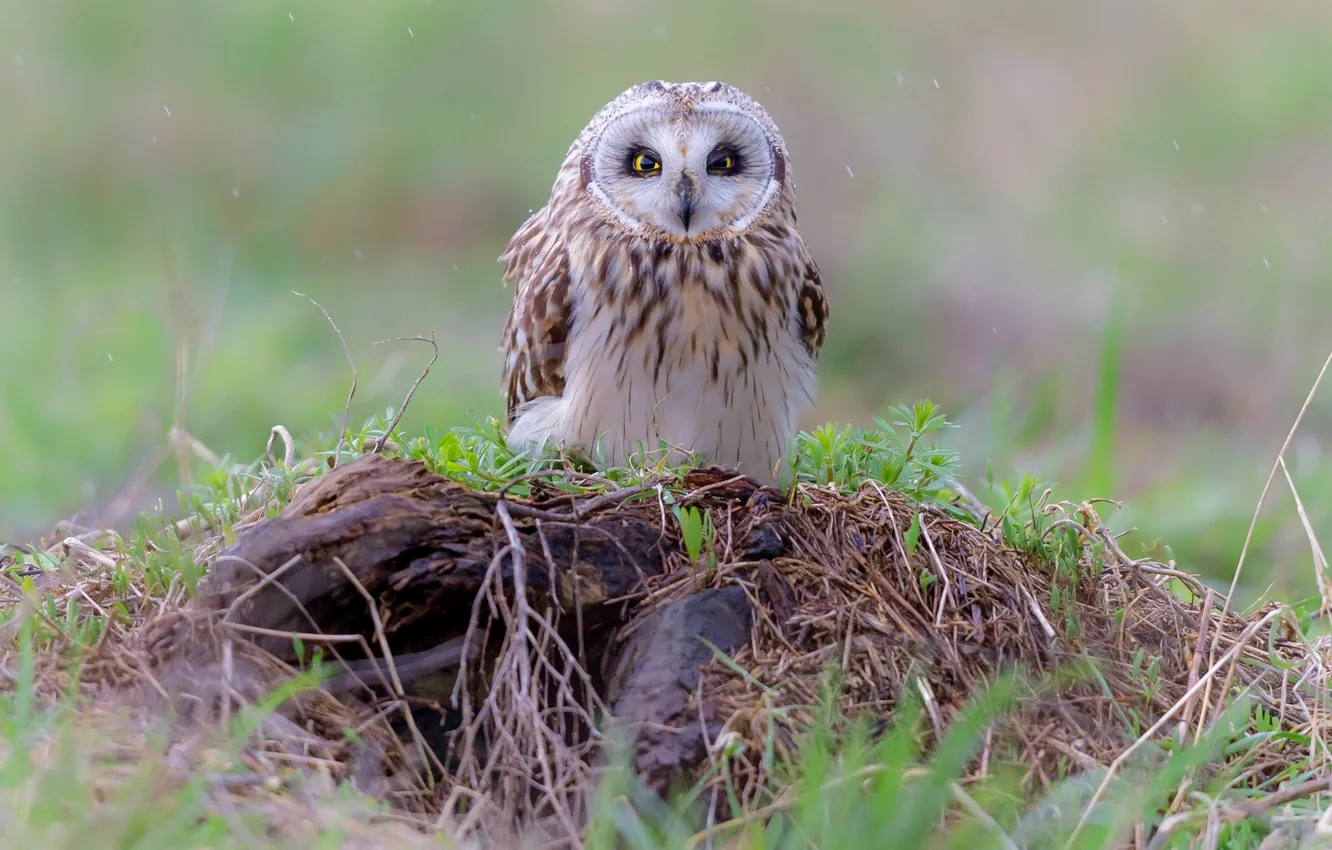 Photo wallpaper the rain, greens, grass, drops, background, rain, owl, bird