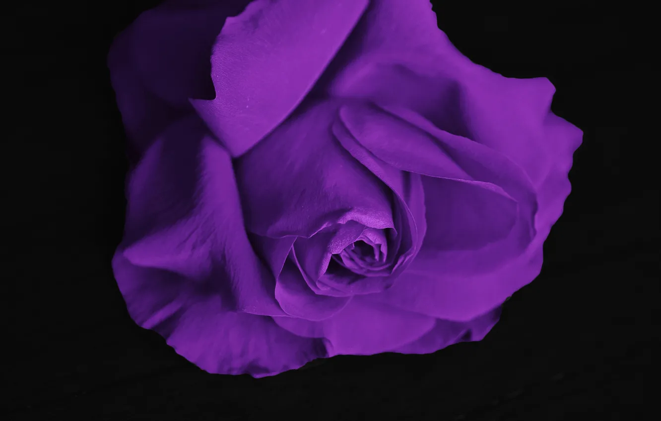 Photo wallpaper flower, purple, rose, beautiful, beautiful, purple