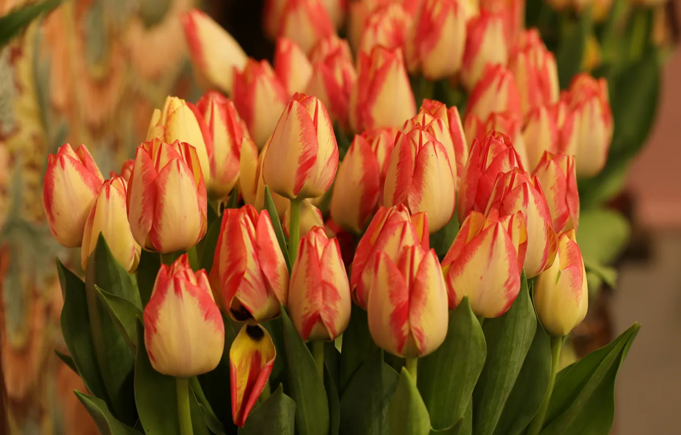 Photo wallpaper flowers, orange, bouquet, spring, tulips, buds, a lot, two-tone