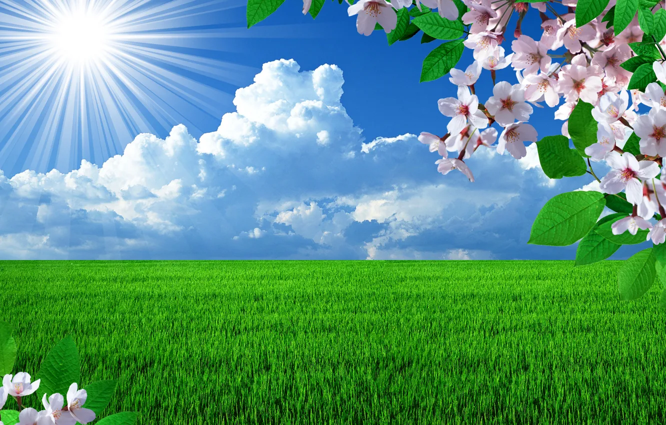 Photo wallpaper field, the sun, branches, cherry, spring, flowering