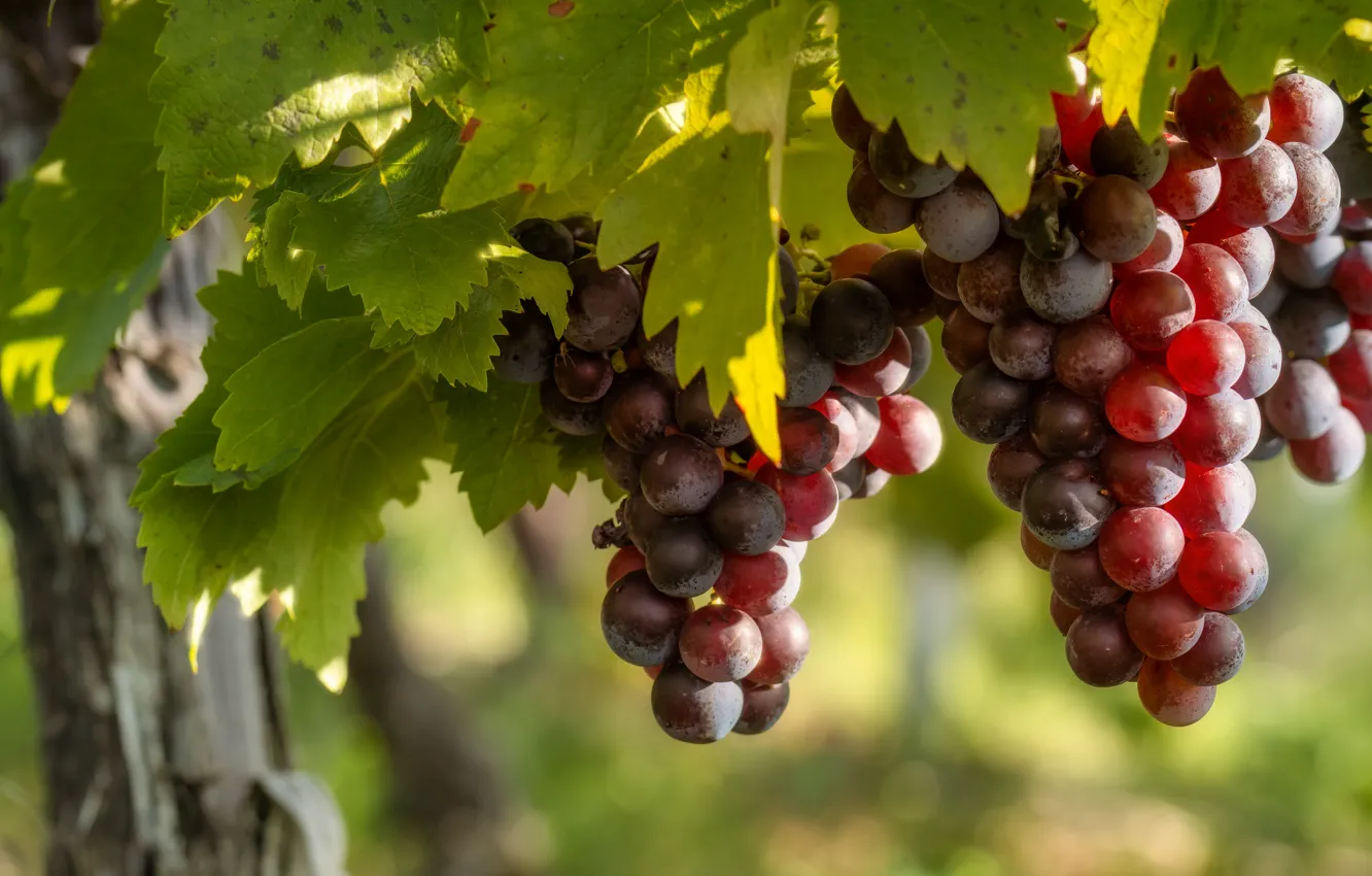 Photo wallpaper leaves, red, fruit, grapes, vineyard, bunches, bokeh