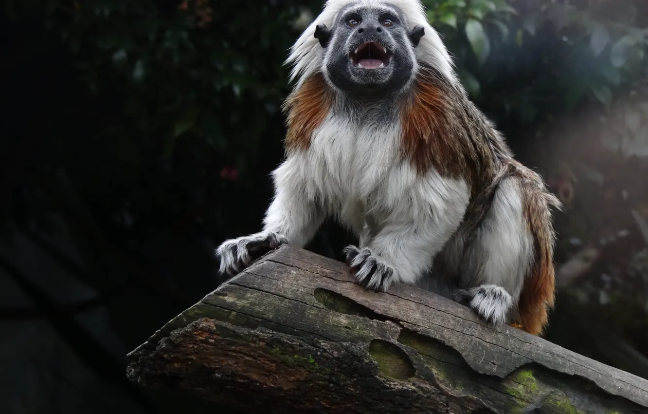 Photo wallpaper monkey, animal, Themed, white 4-legged animal on tree log during daytime