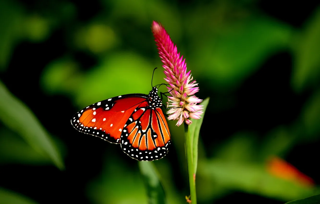 Photo wallpaper field, flowers, butterfly, wings, petals, garden
