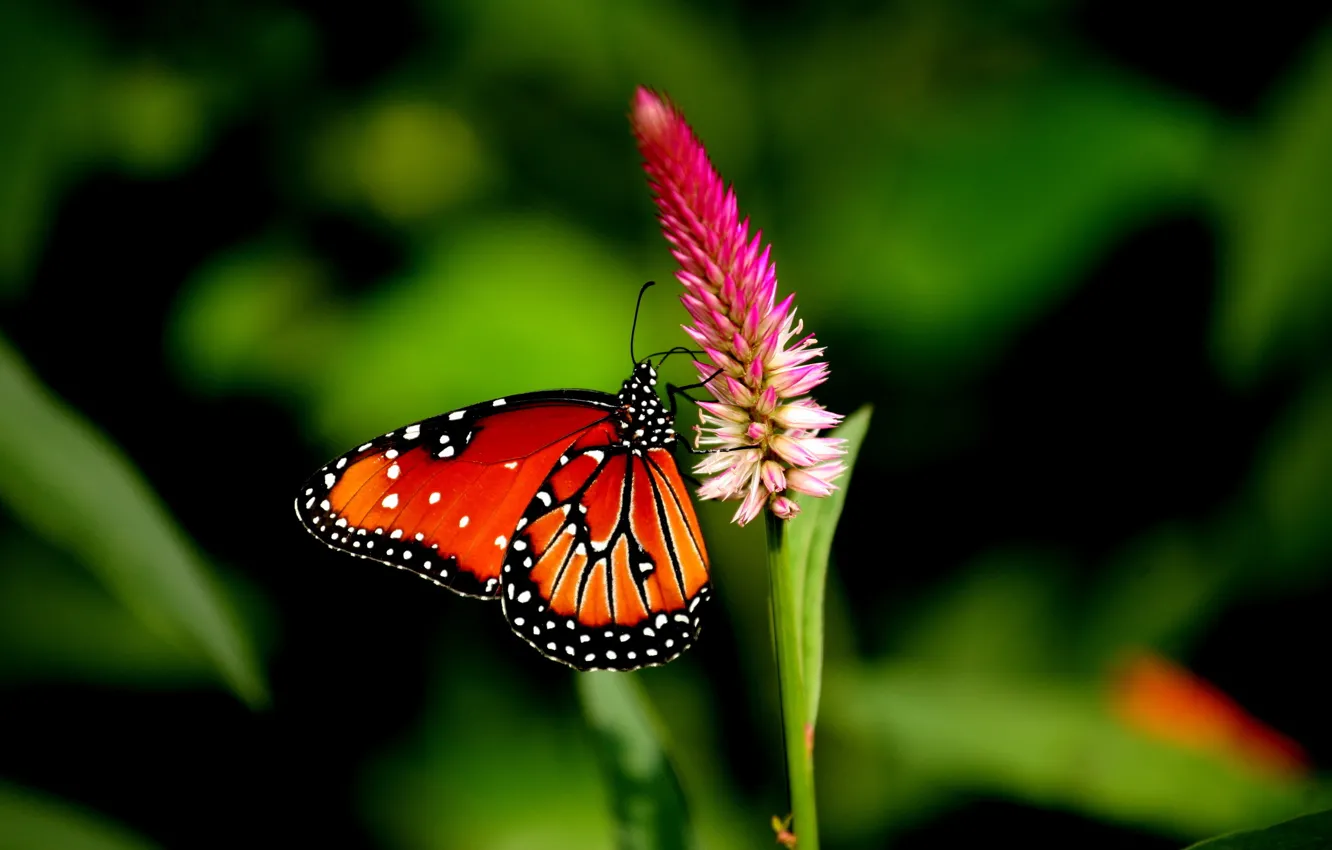 Photo wallpaper field, flower, butterfly, wings, petals, garden