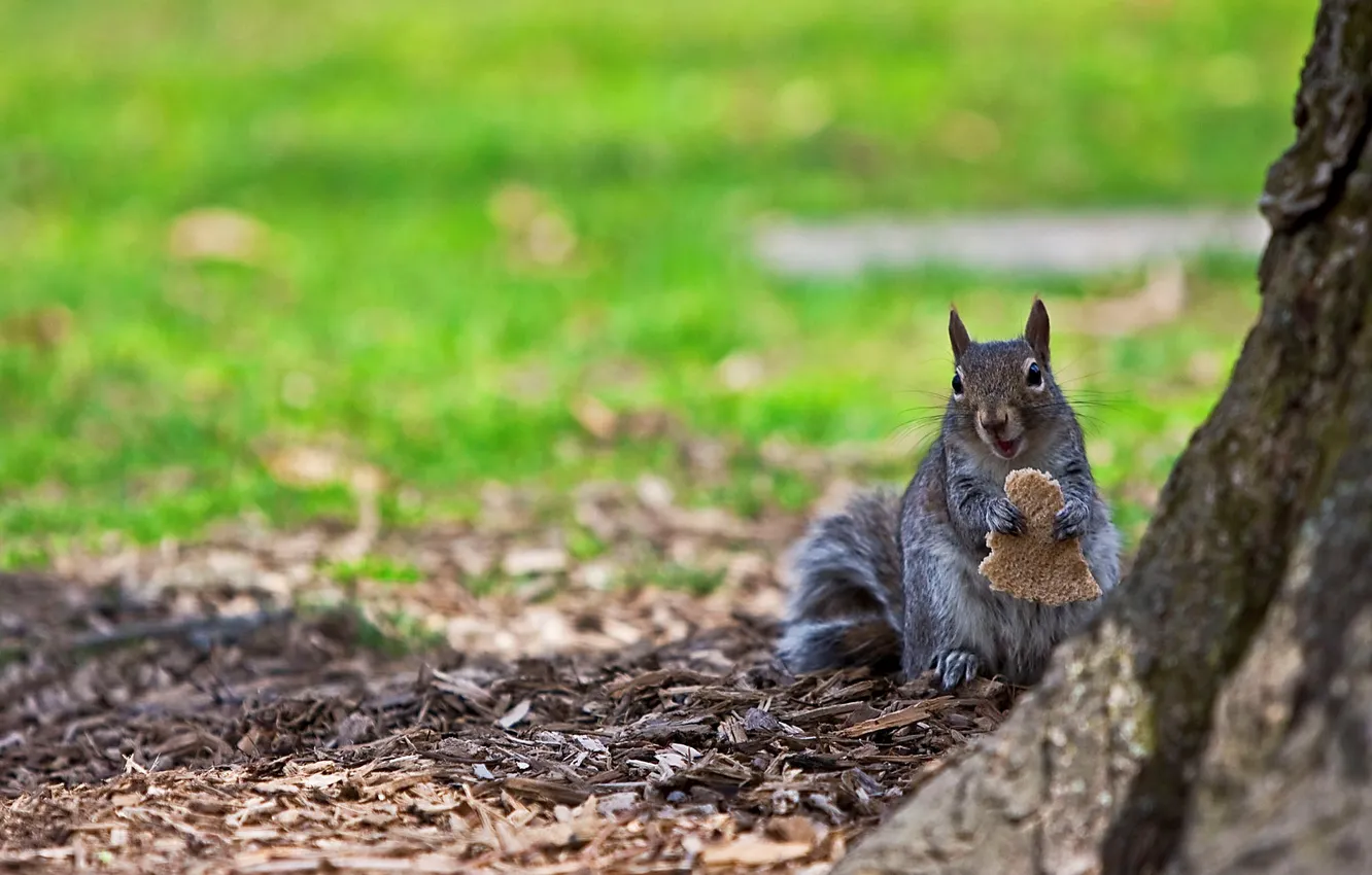 Photo wallpaper trees, nature, Wallpaper, protein, bread, wallpaper, eats, chips
