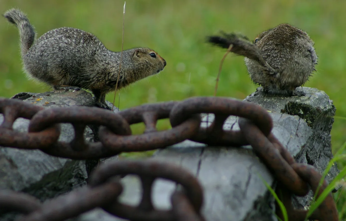 Photo wallpaper grass, stones, photo, chain, Chipmunk