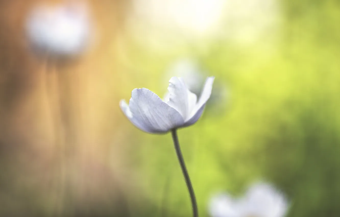 Photo wallpaper white, flowers, petals