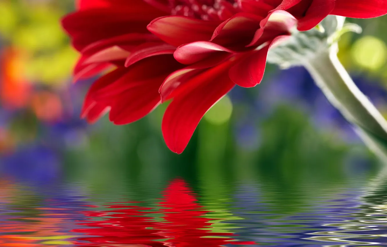 Photo wallpaper water, flowers, reflection, petals, stem