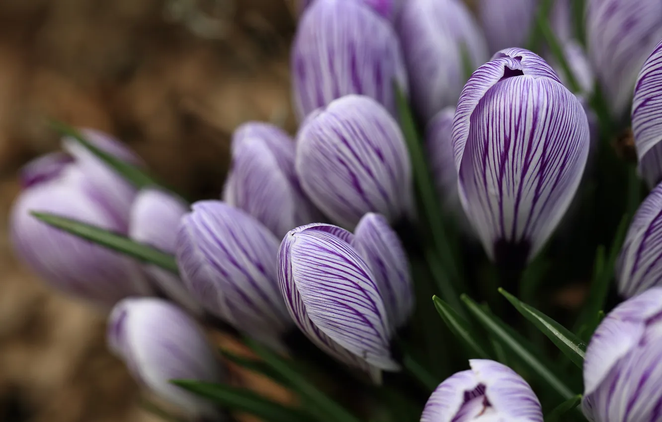 Photo wallpaper flowers, spring, crocuses, flowering