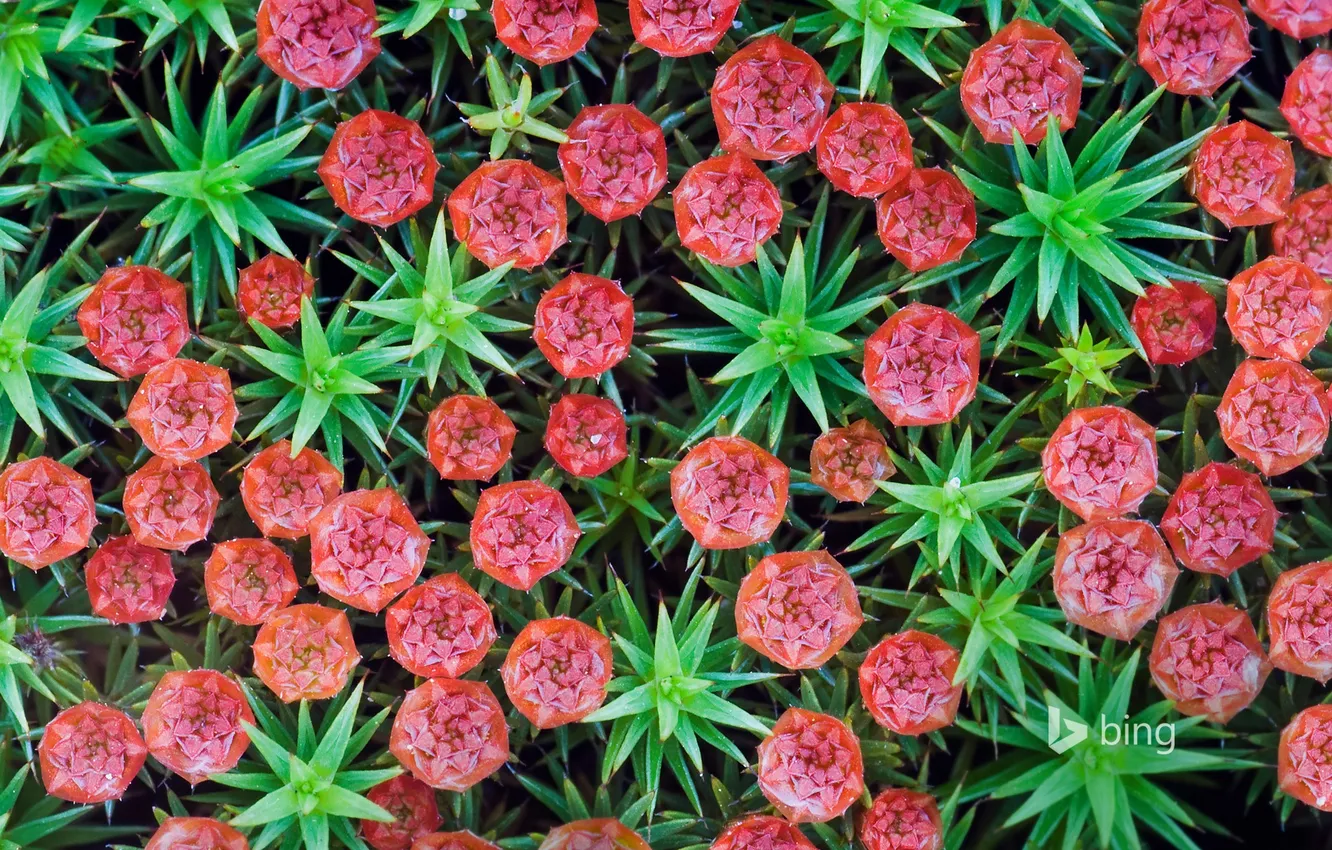 Photo wallpaper flowers, plant, Netherlands, Nijmegen, bristly moss Kukushkin