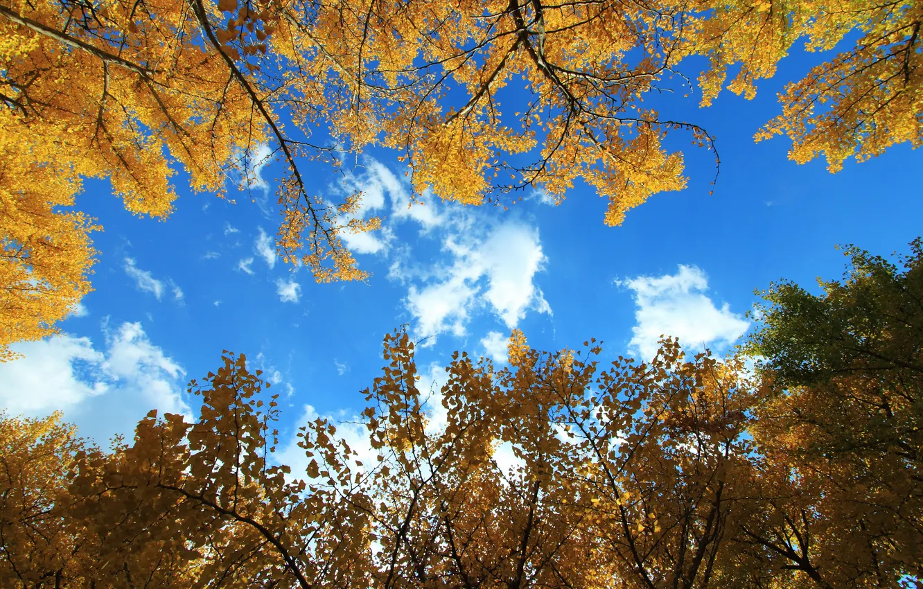 Photo wallpaper autumn, the sky, leaves, clouds, trees
